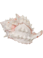 Zoo Med Zoo Med Hermit Crab Growth Shell Extra Large