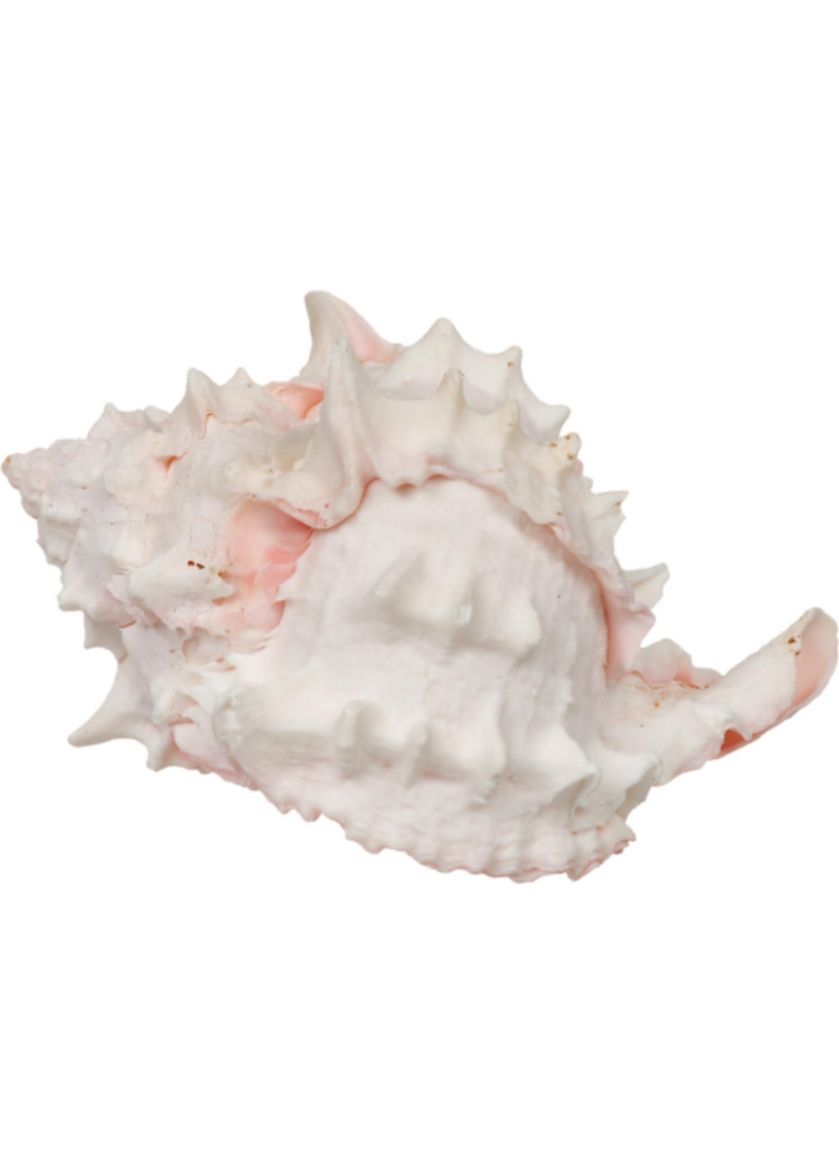 Zoo Med Zoo Med Hermit Crab Growth Shell Extra Large