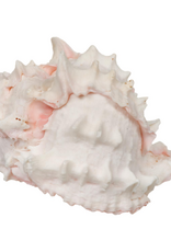 Zoo Med Zoo Med Hermit Crab Growth Shell Extra Large