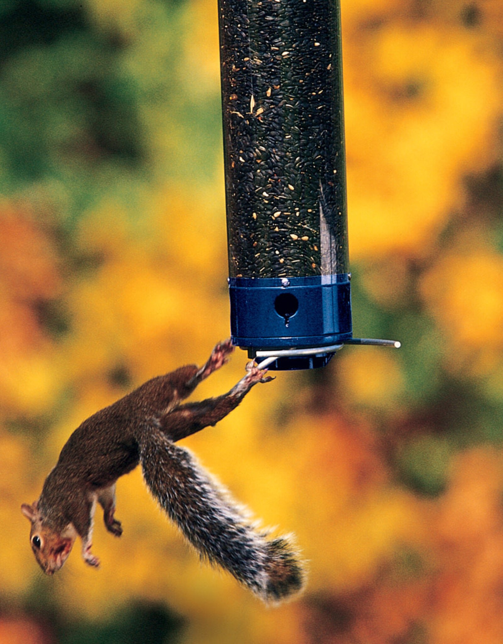 Droll Yankees Droll Yankees Whipper Wild Bird 5 lb. Polycarbonate Tube Bird Feeder 4 ports