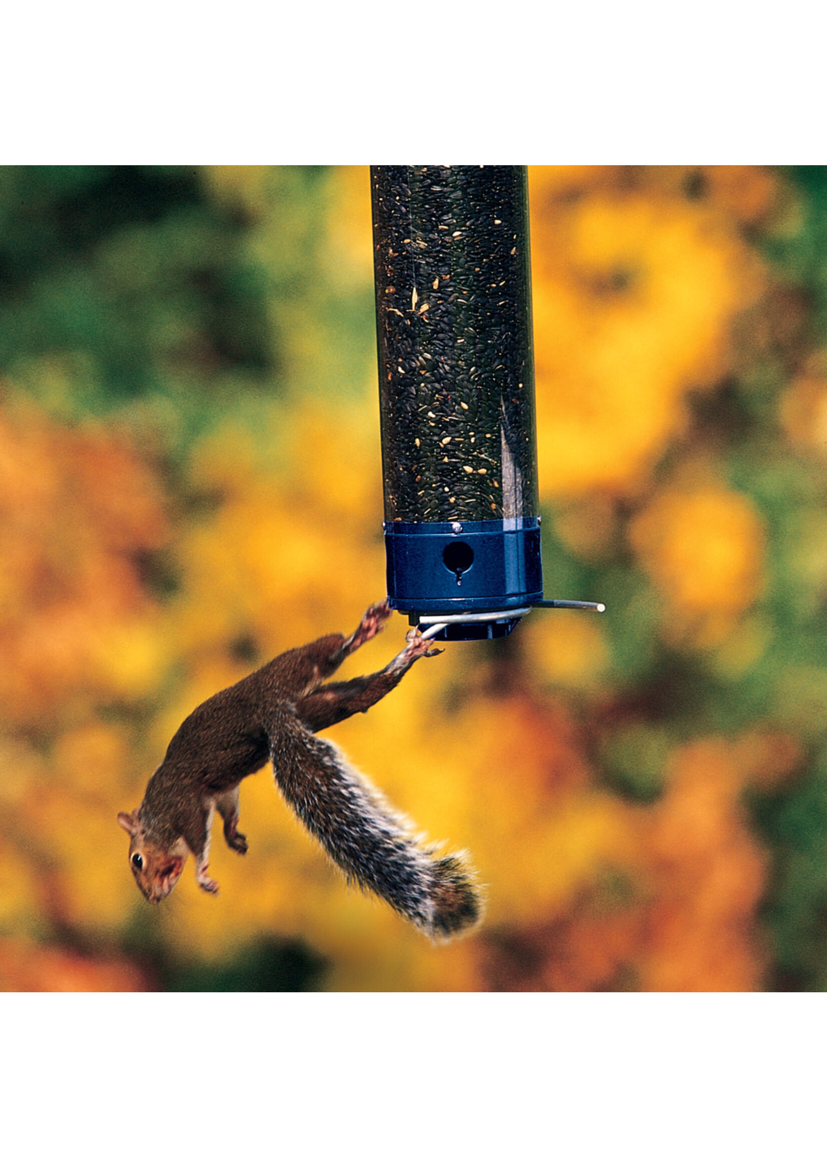 Droll Yankees Droll Yankees Whipper Wild Bird Polycarbonate Tube Bird Feeder - 4 ports, 5 lb.