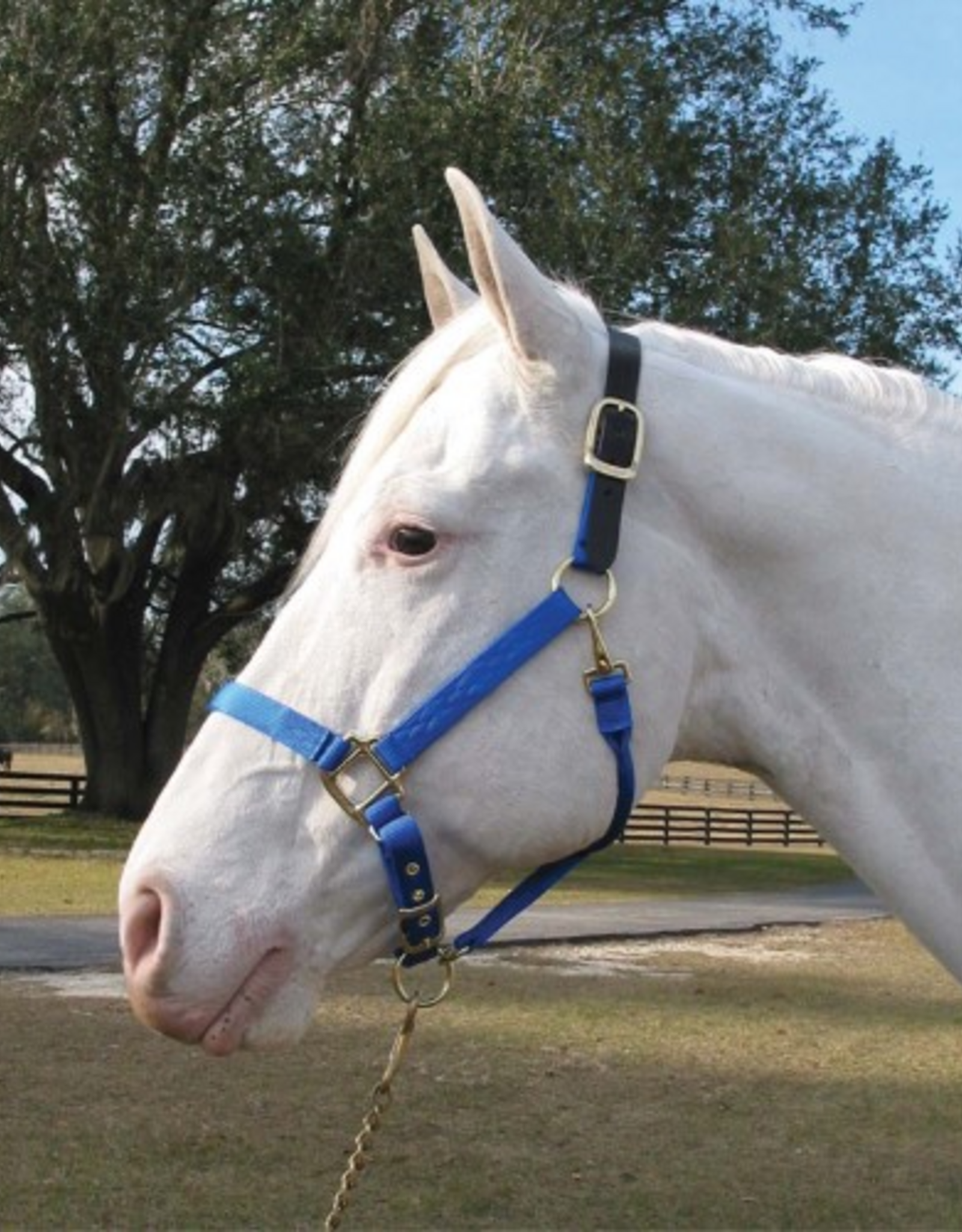 Hamilton Hamilton Adjustable Halter With Leather Headpole- Blue Small - 1DALSS SMBL