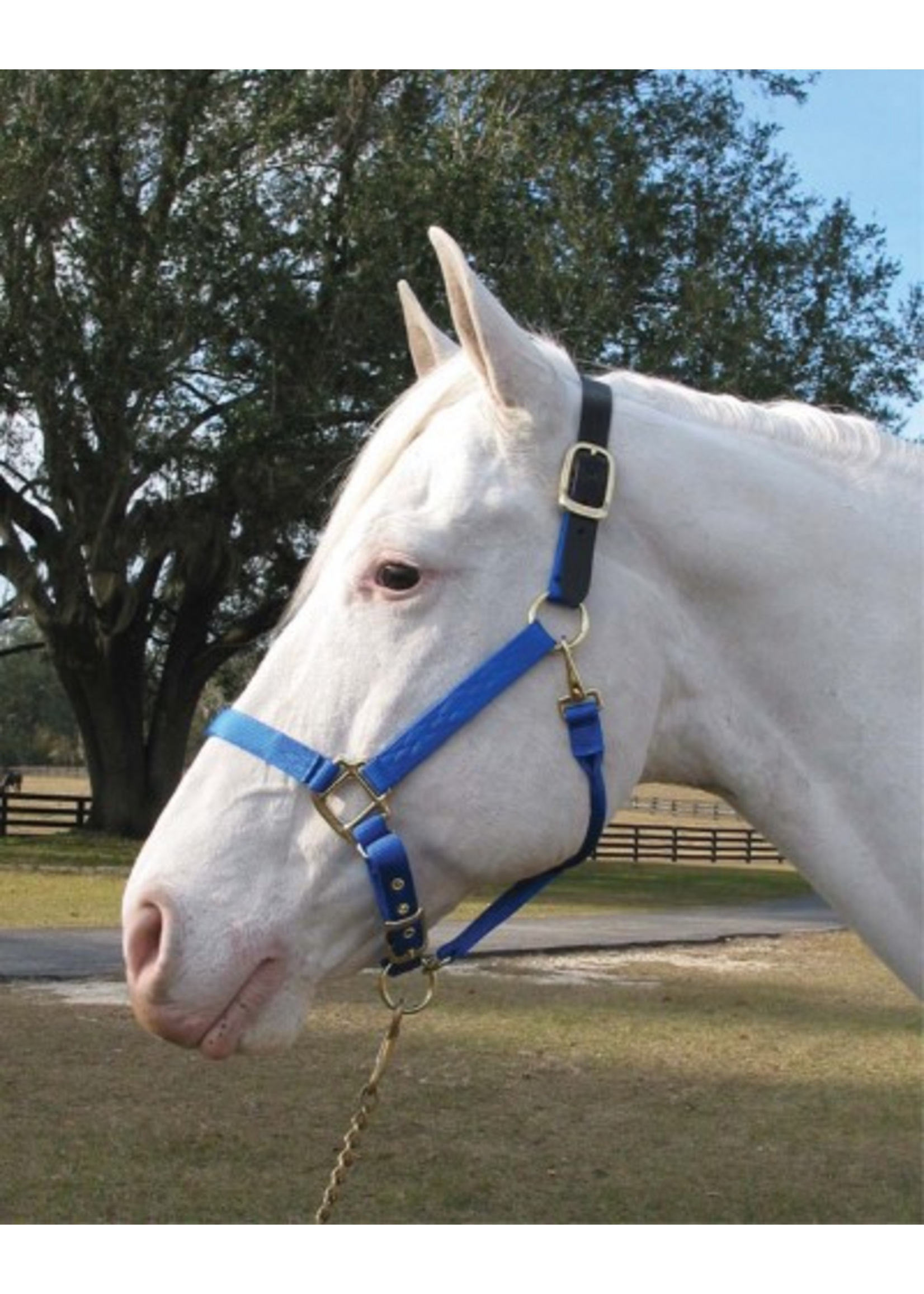 Hamilton Hamilton Adjustable Halter With Leather Headpole- Blue Small - 1DALSS SMBL