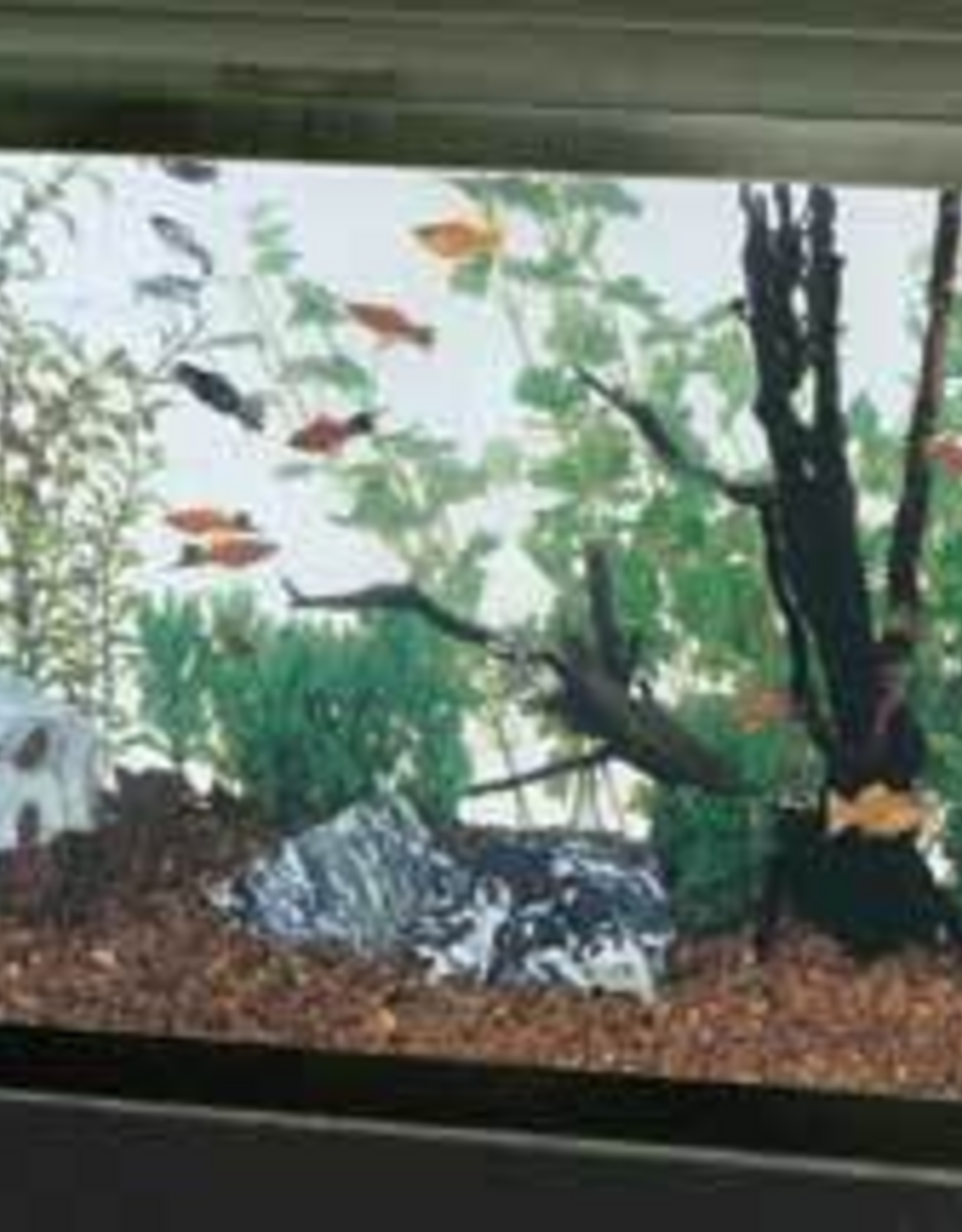 Aqueon Aqueon Standard Open-Glass Glass Aquarium Tank - 29 Gallon