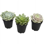 Komodo Komodo Desert Succulent Plant - Yellow & Green - Pack of 3
