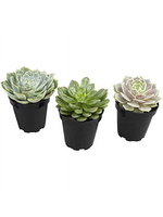 Komodo Komodo Desert Succulent Plant - Yellow & Green - Pack of 3