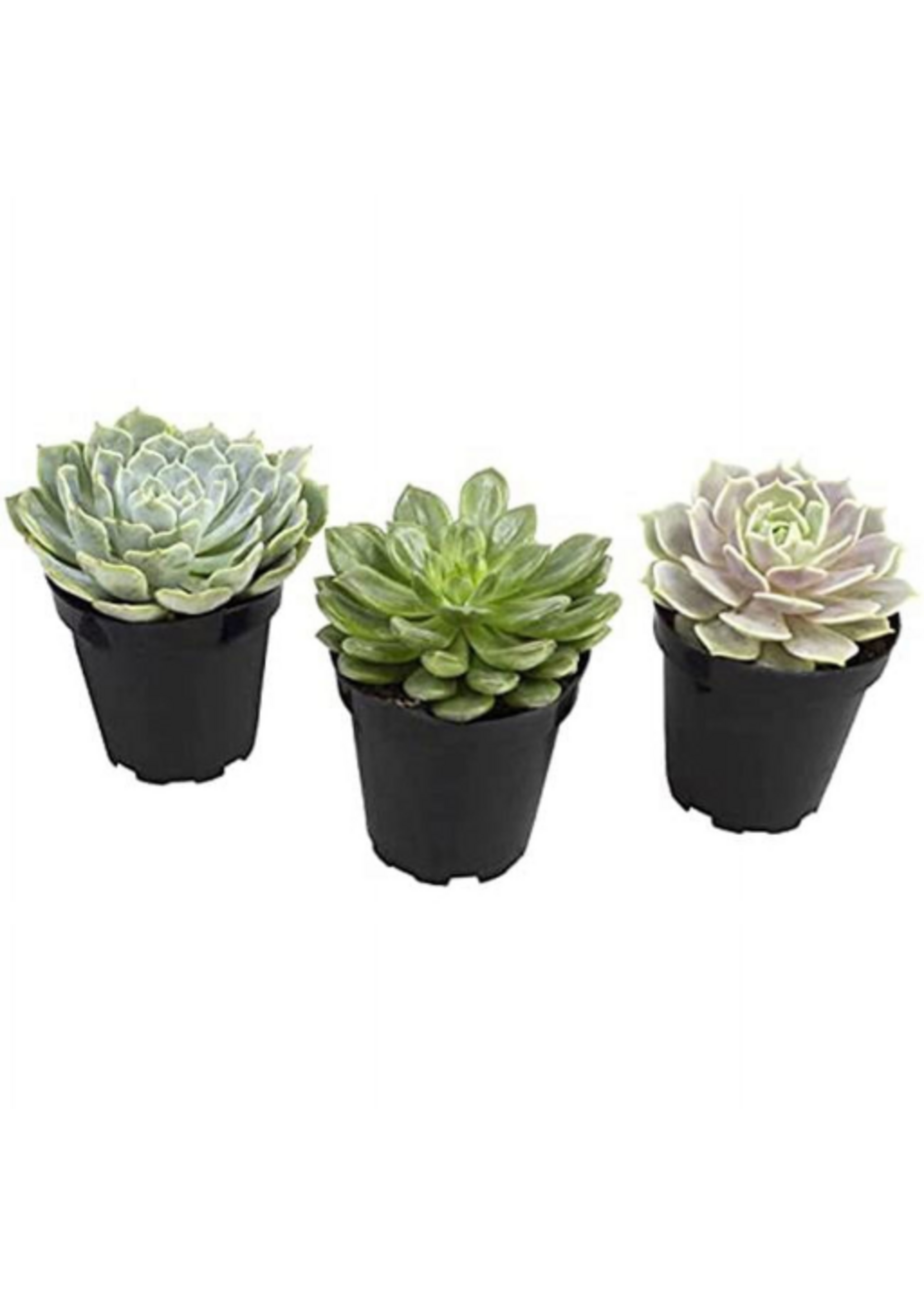 Komodo Komodo Desert Succulent Plant - Yellow & Green - Pack of 3