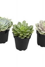 Komodo Komodo Desert Succulent Plant - Yellow & Green - Pack of 3