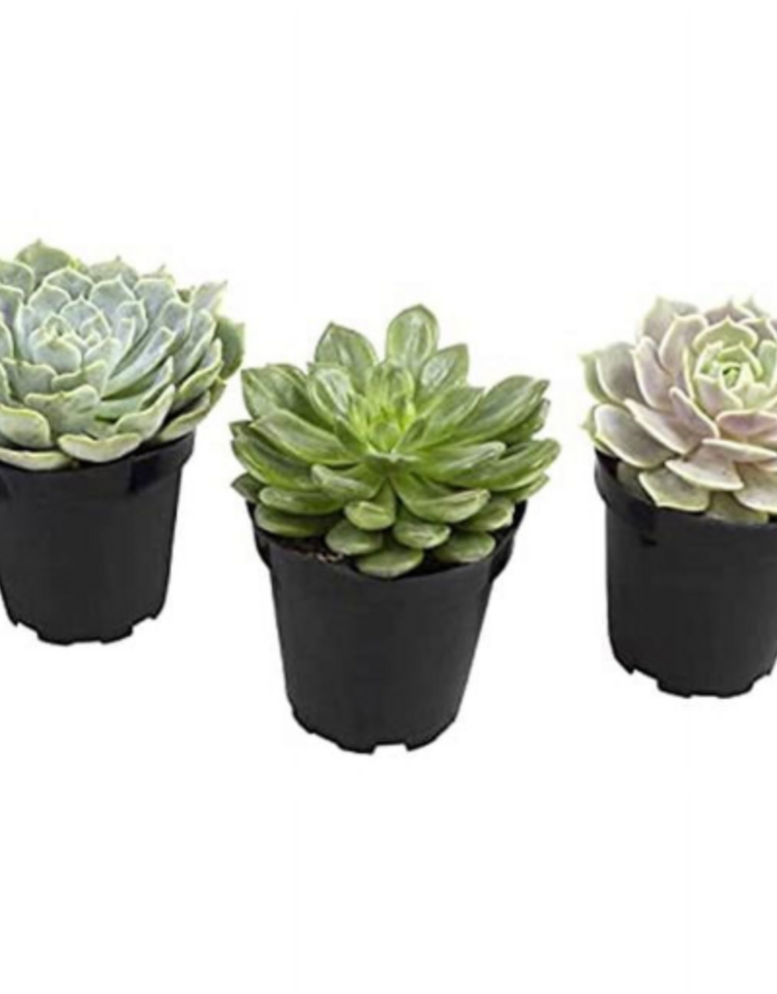 Komodo Komodo Desert Succulent Plant - Yellow & Green - Pack of 3
