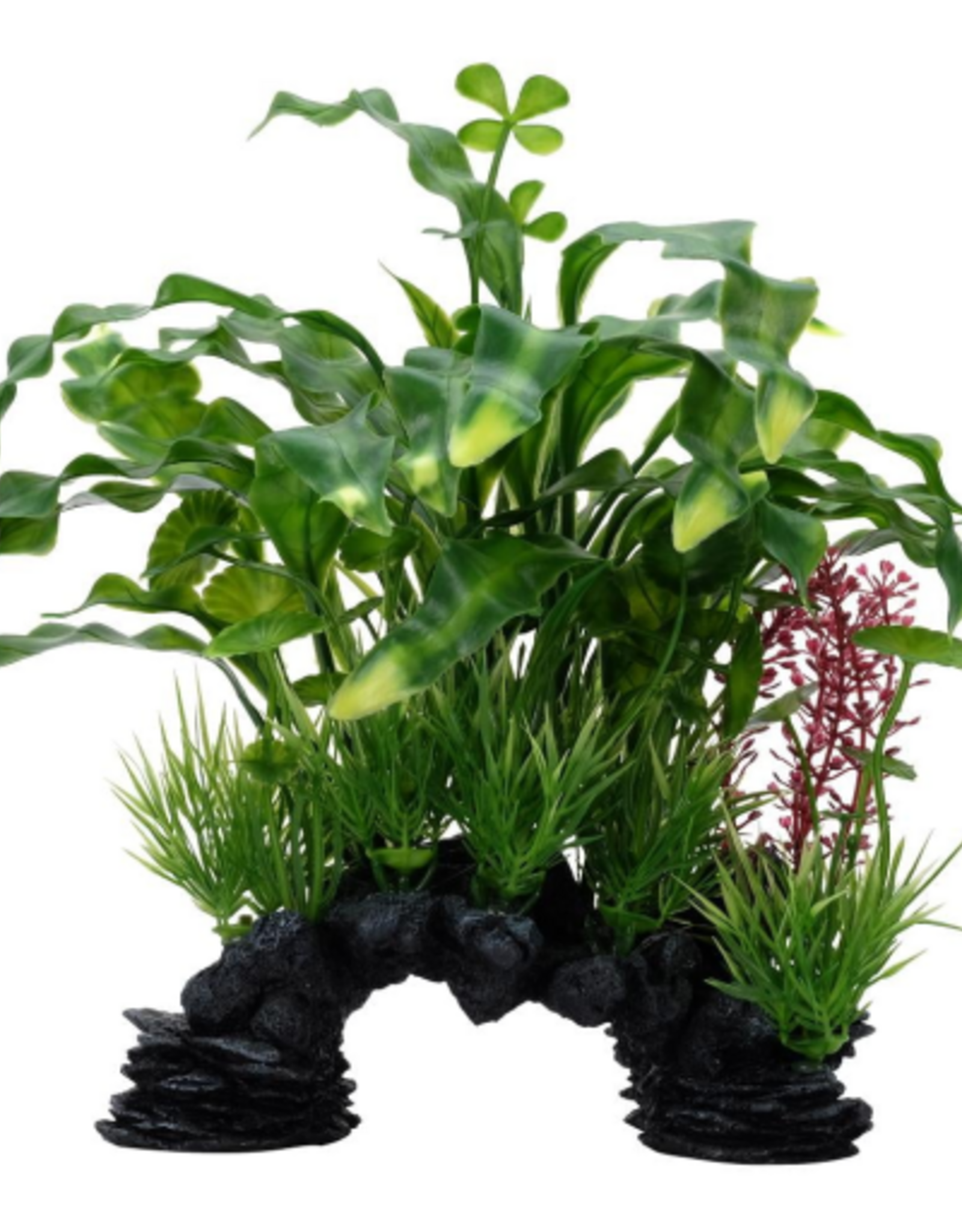 Fluval Aqualife Curly Aponogeton Plant Mix 10 inch