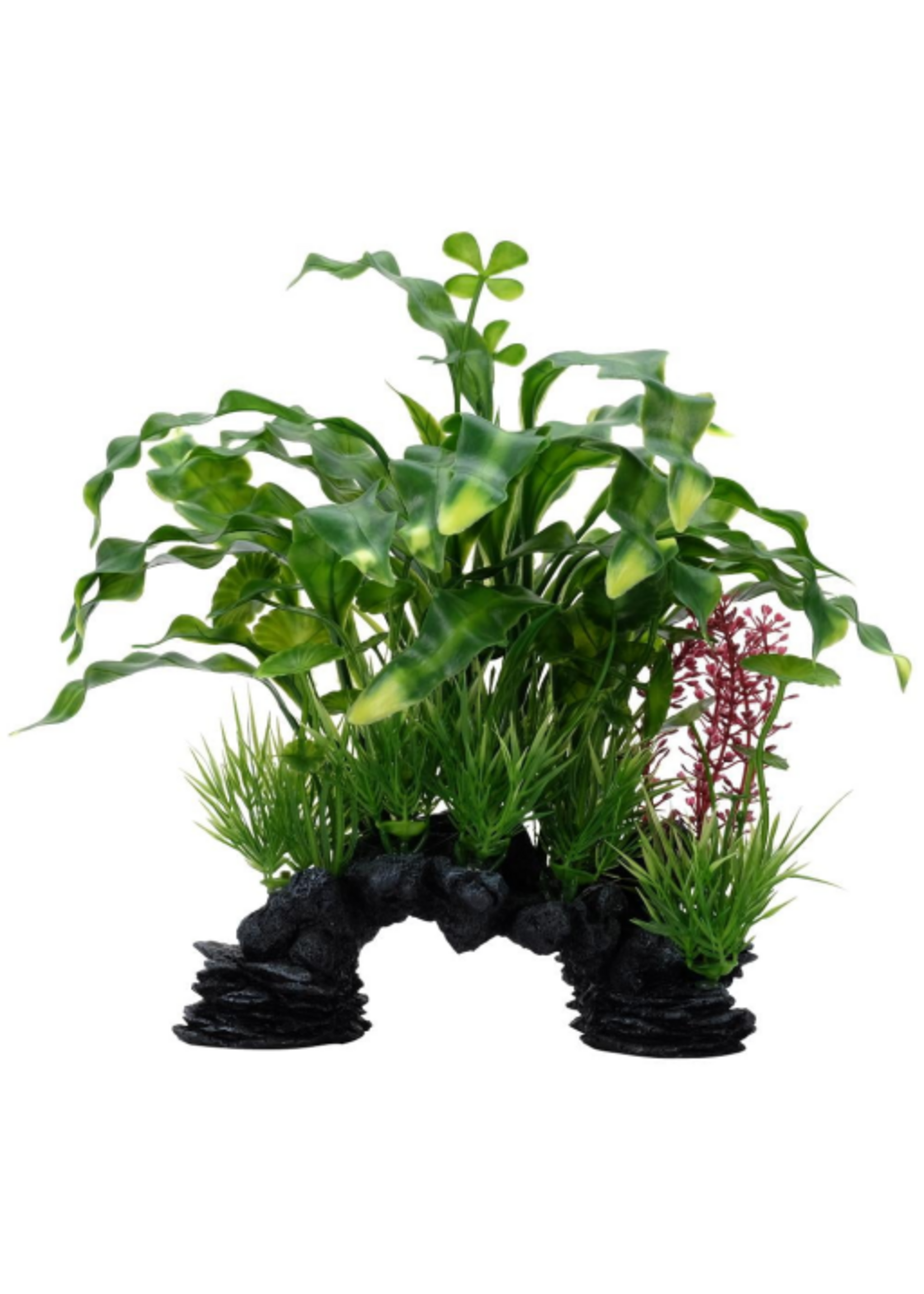 Fluval Aqualife Curly Aponogeton Plant Mix 10 inch