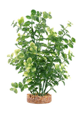 Fluval Aqualife Green Bacopa Plant Fish Aquarium Plant - 8"