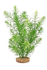 Fluval Aqualife Green Myriophyllum Plant Fish Aquarium Plant - 10"