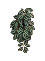 Komodo Komodo Zebrina Hanging Plant - 16 in. Small
