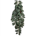 Komodo Komodo Zebrina Hanging Vine Terrarium Plant - Large