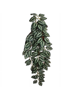 Komodo Komodo Zebrina Hanging Vine Terrarium Plant - Large