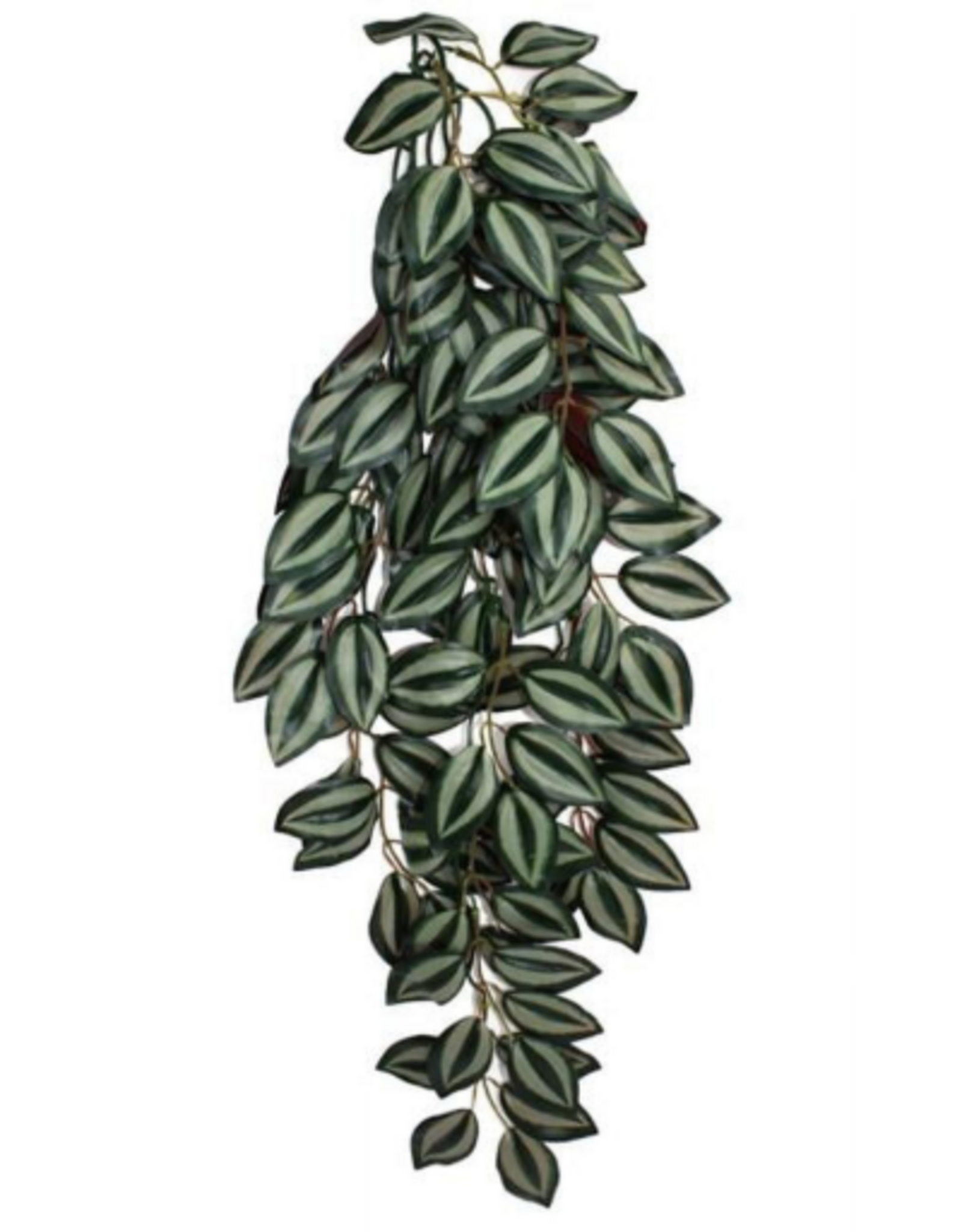 Komodo Komodo Zebrina Hanging Vine Terrarium Plant - Large