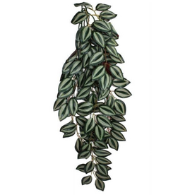 Komodo Komodo Zebrina Hanging Vine Terrarium Plant - Large