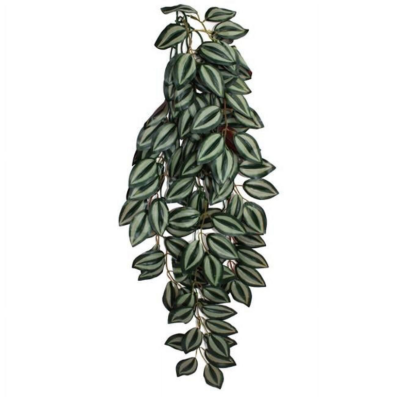 Komodo Komodo Zebrina Hanging Vine Terrarium Plant - Large