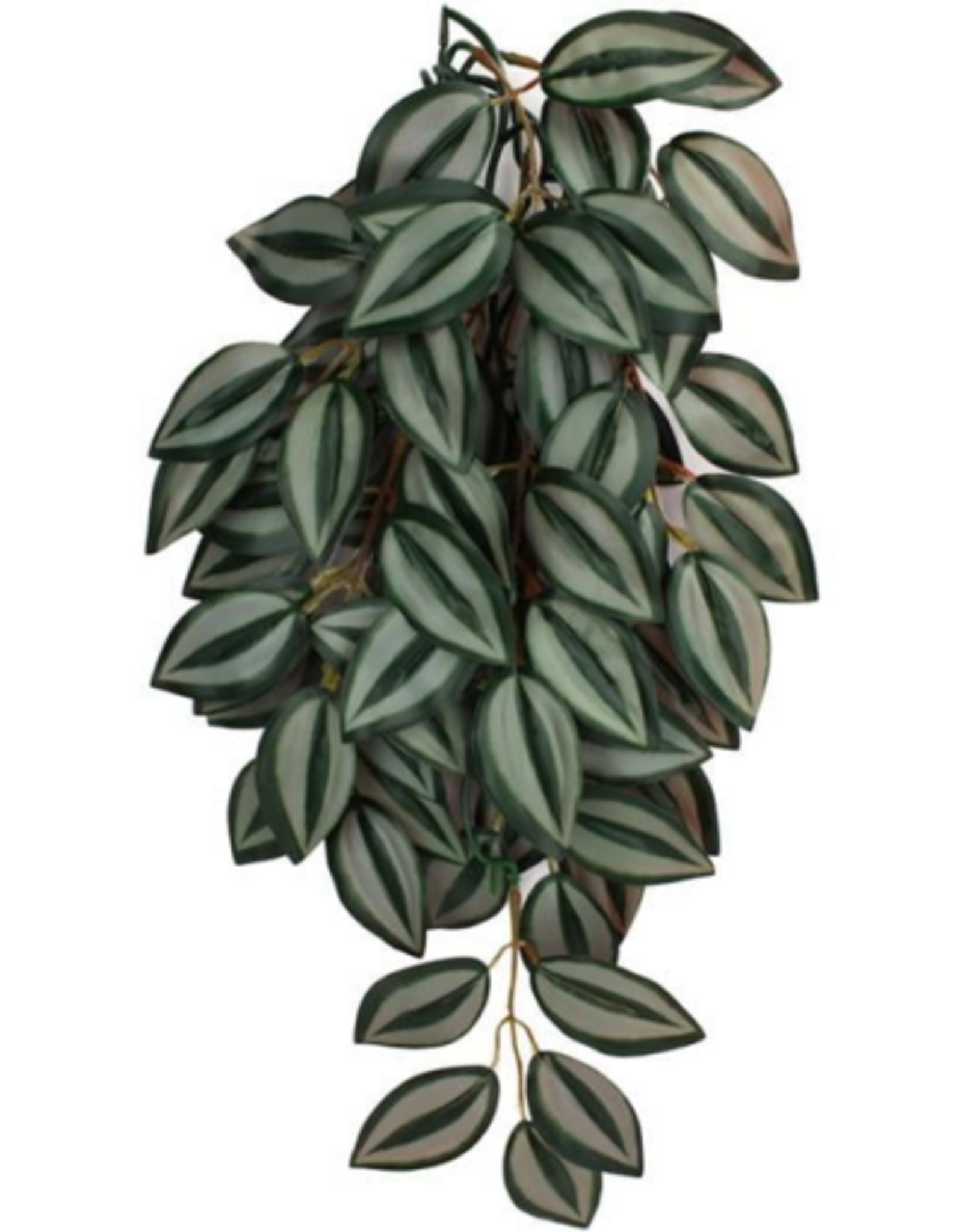 Komodo Komodo Zebrina Hanging Plant - 16 in. Small