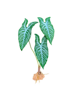 Komodo Komodo Standing Plant White Vein - 18 in.