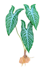 Komodo Komodo Standing Plant White Vein - 18 in.