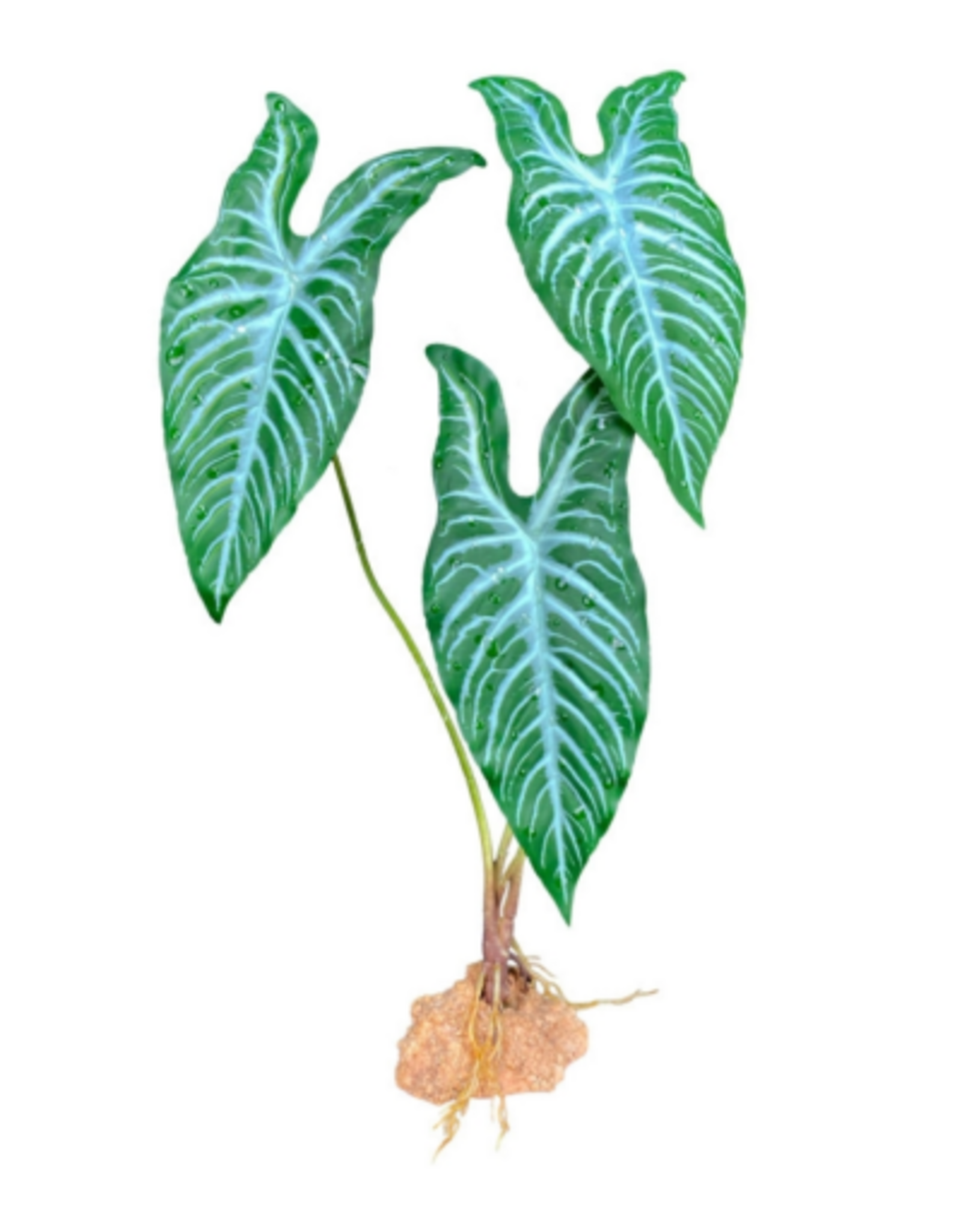 Komodo Komodo Standing Plant White Vein - 18 in.