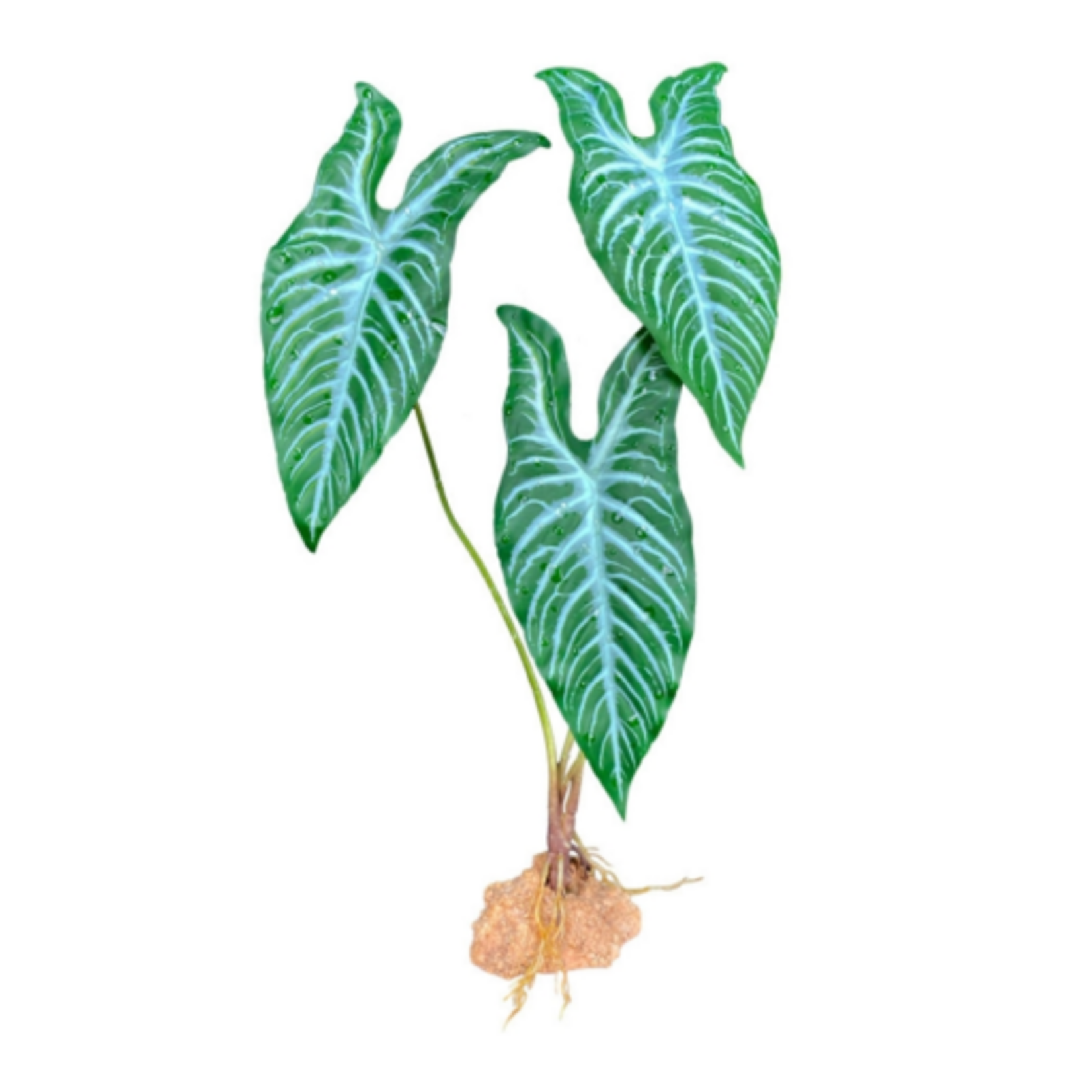Komodo Komodo Standing Plant White Vein - 18 in.