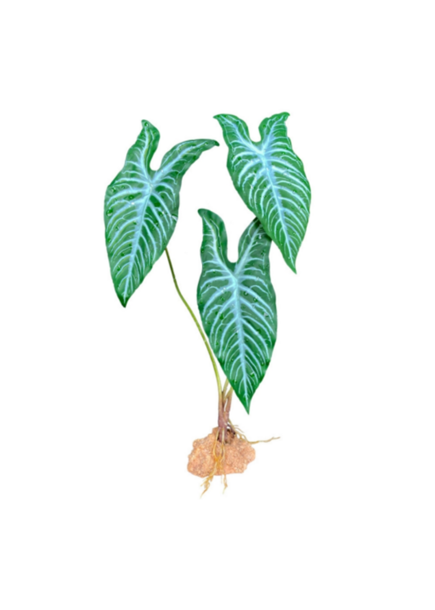 Komodo Komodo Standing Plant White Vein - 18 in.