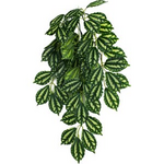 Komodo Komodo TwoToned Leaf Hanging Plant - 16 in. Small