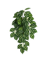 Komodo Komodo TwoToned Leaf Hanging Plant - 16 in. Small