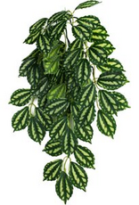 Komodo Komodo TwoToned Leaf Hanging Plant - 16 in. Small