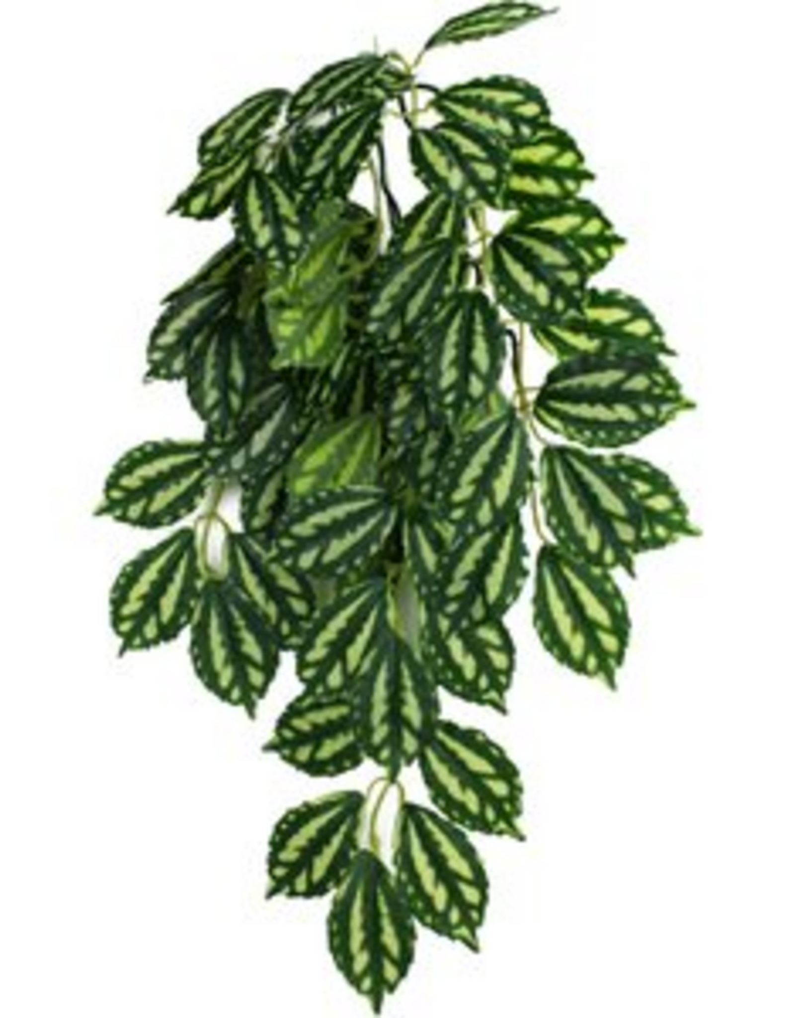 Komodo Komodo TwoToned Leaf Hanging Plant - 16 in. Small