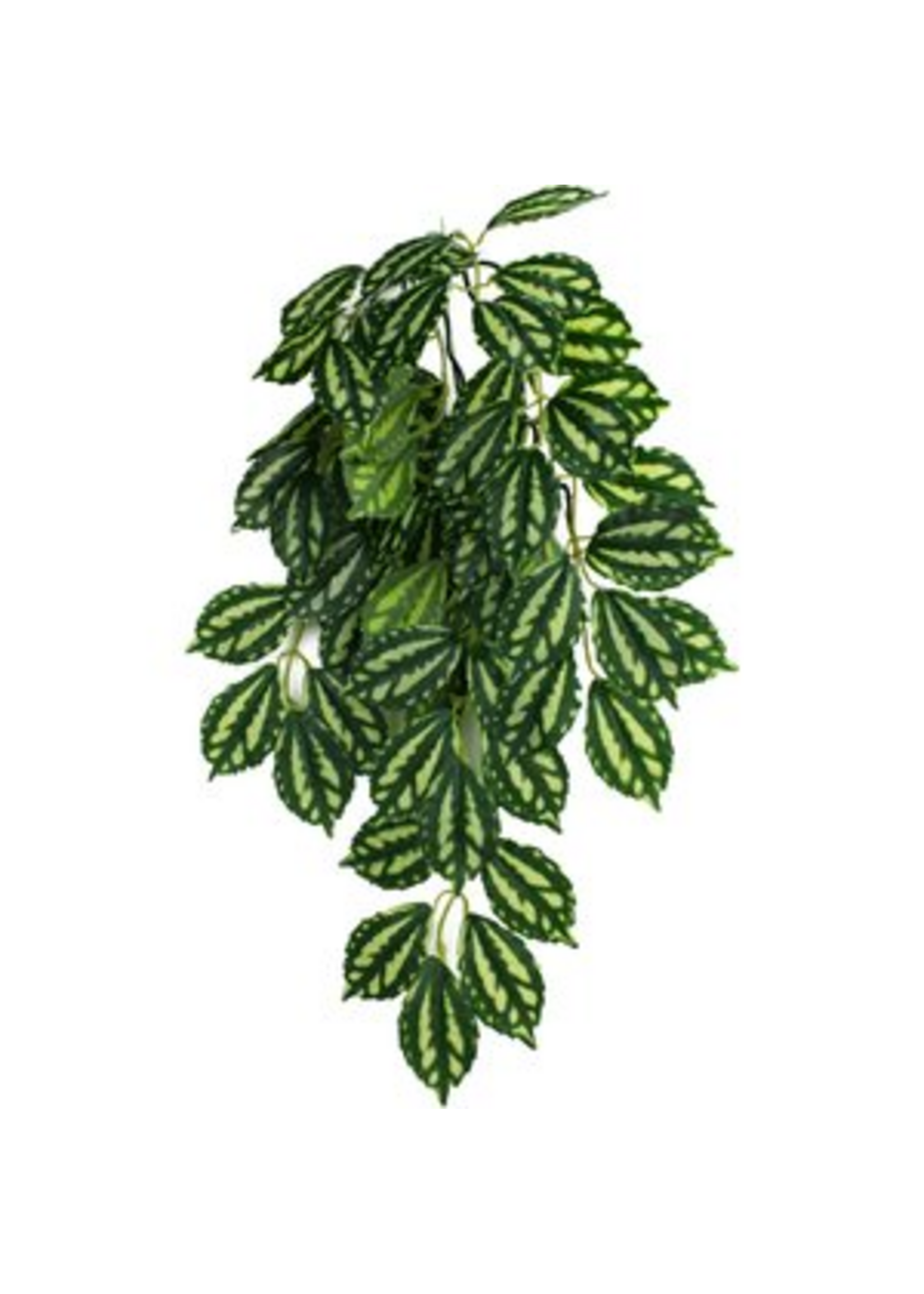 Komodo Komodo TwoToned Leaf Hanging Plant - 16 in. Small