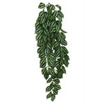 Komodo Komodo Two-Tone Hanging Vine Terrarium Plant