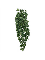 Komodo Komodo Two-Tone Hanging Vine Terrarium Plant
