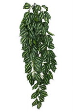 Komodo Komodo Two-Tone Hanging Vine Terrarium Plant