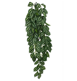 Komodo Komodo Two-Tone Hanging Vine Terrarium Plant