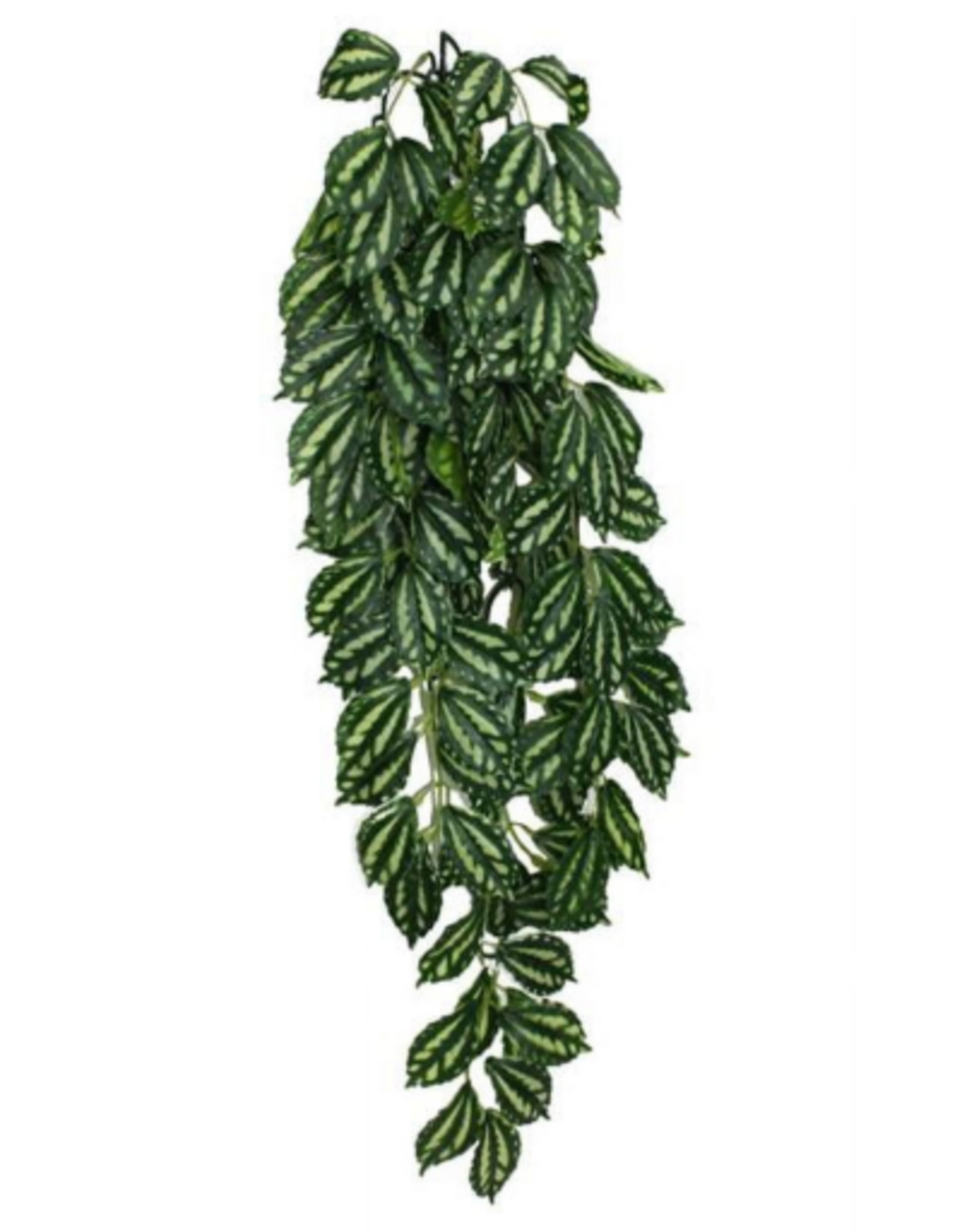 Komodo Komodo Two-Tone Hanging Vine Terrarium Plant