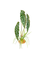 Komodo Komodo Standing Plant - Spotted Begonia - 18 in.