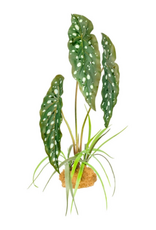 Komodo Komodo Standing Plant - Spotted Begonia - 18 in.