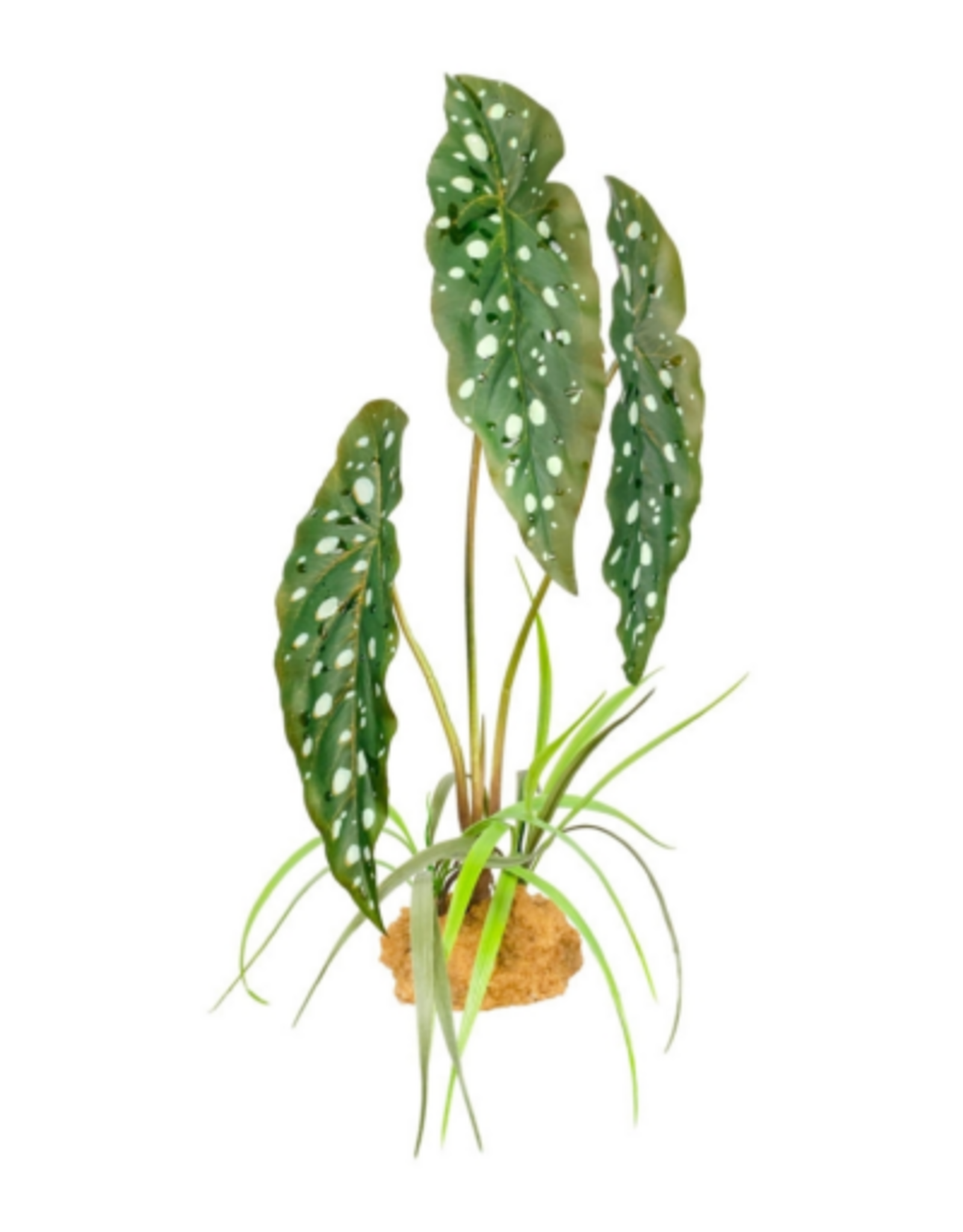 Komodo Komodo Standing Plant - Spotted Begonia - 18 in.