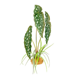 Komodo Komodo Standing Plant - Spotted Begonia - 18 in.