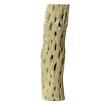 Galapagos Galapagos Cactus Skeleton Cholla Wood Brown - 12 in