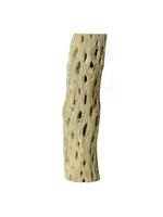 Galapagos Galapagos Cactus Skeleton Cholla Wood Brown - 12 in