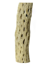Galapagos Galapagos Cactus Skeleton Cholla Wood Brown - 12 in