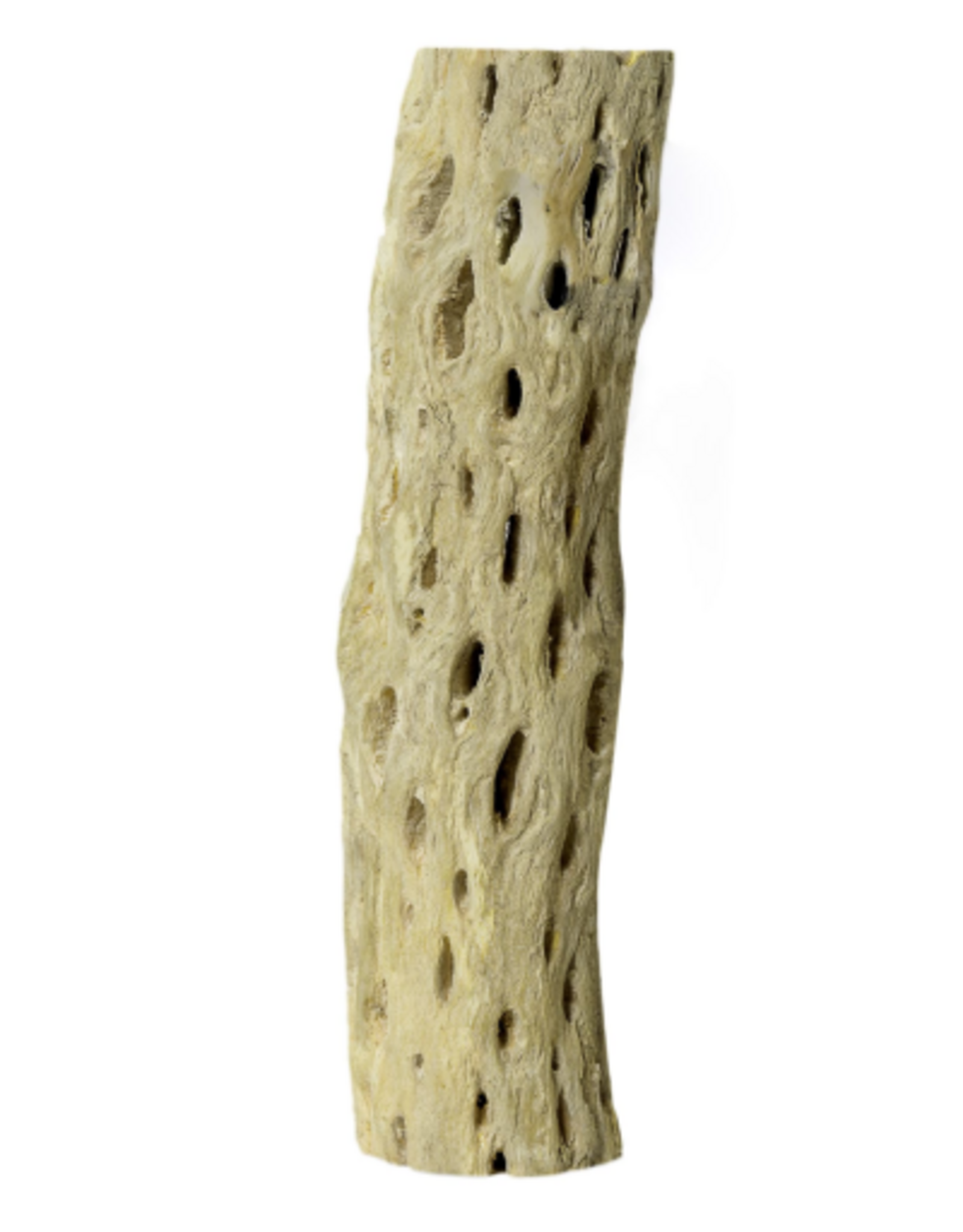 Galapagos Galapagos Cactus Skeleton Cholla Wood Brown - 12 in