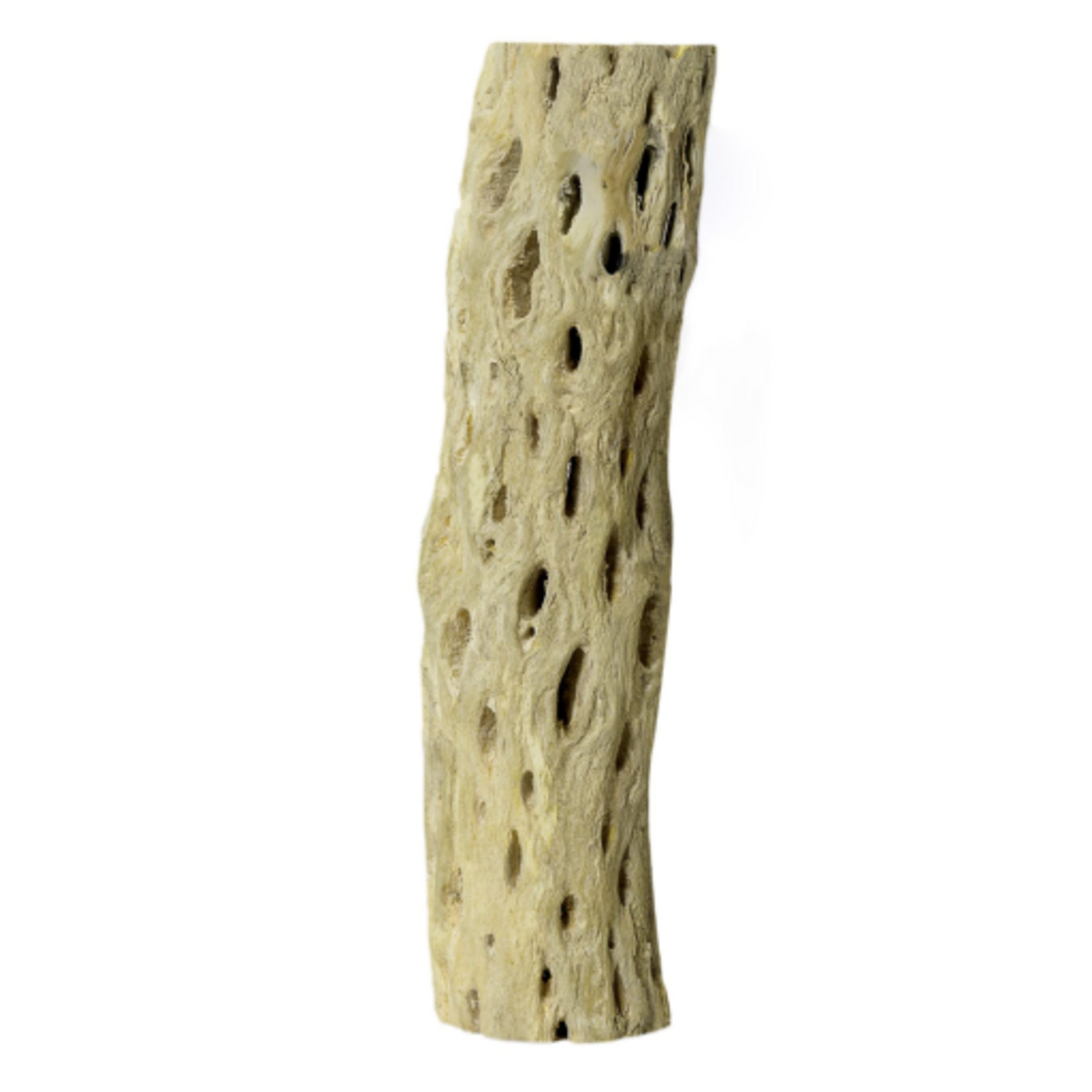 Galapagos Galapagos Cactus Skeleton Cholla Wood Brown - 12 in