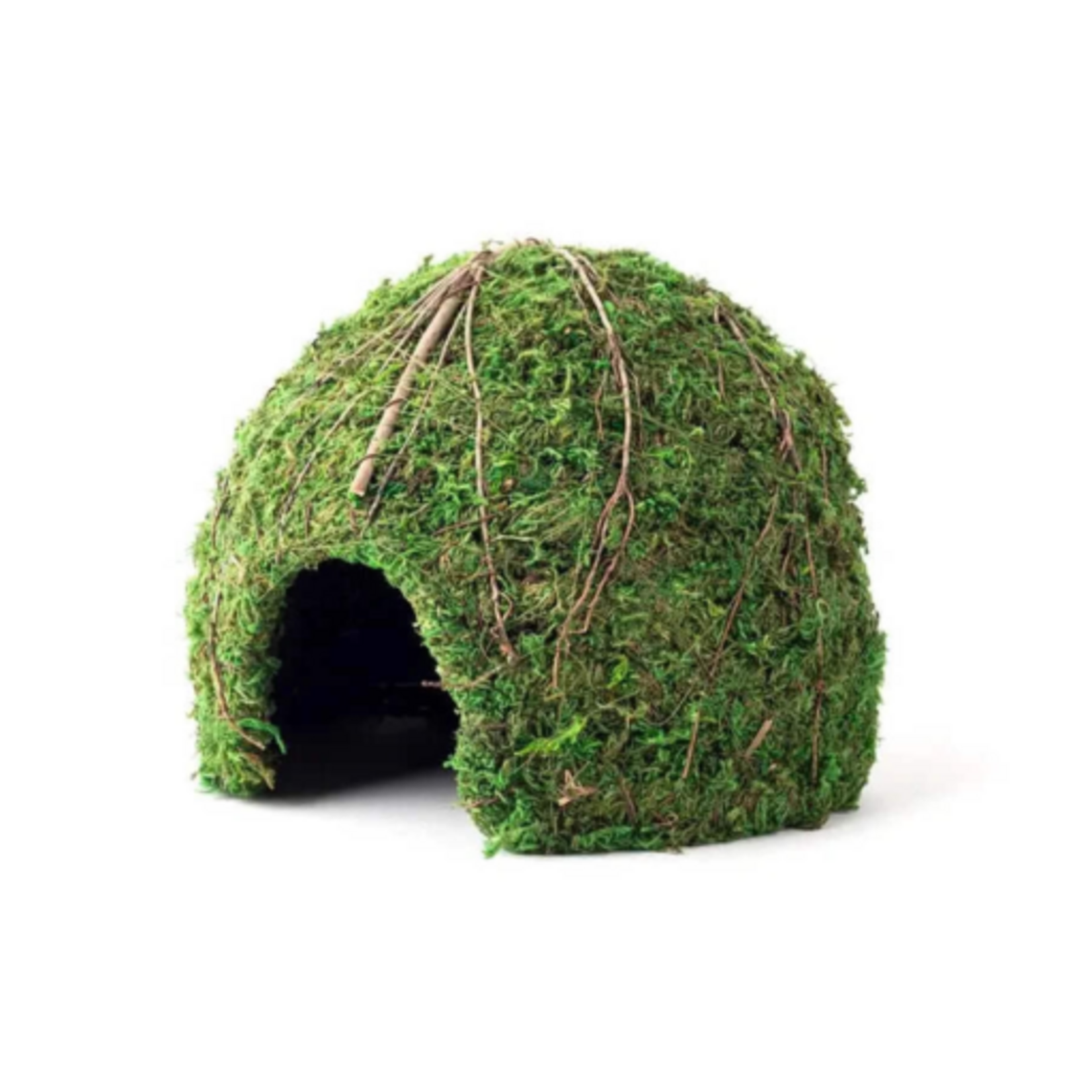 Galapagos Galapagos Mossy Dome Terrarium Hideaway  Fresh Green  1 Each/9 in