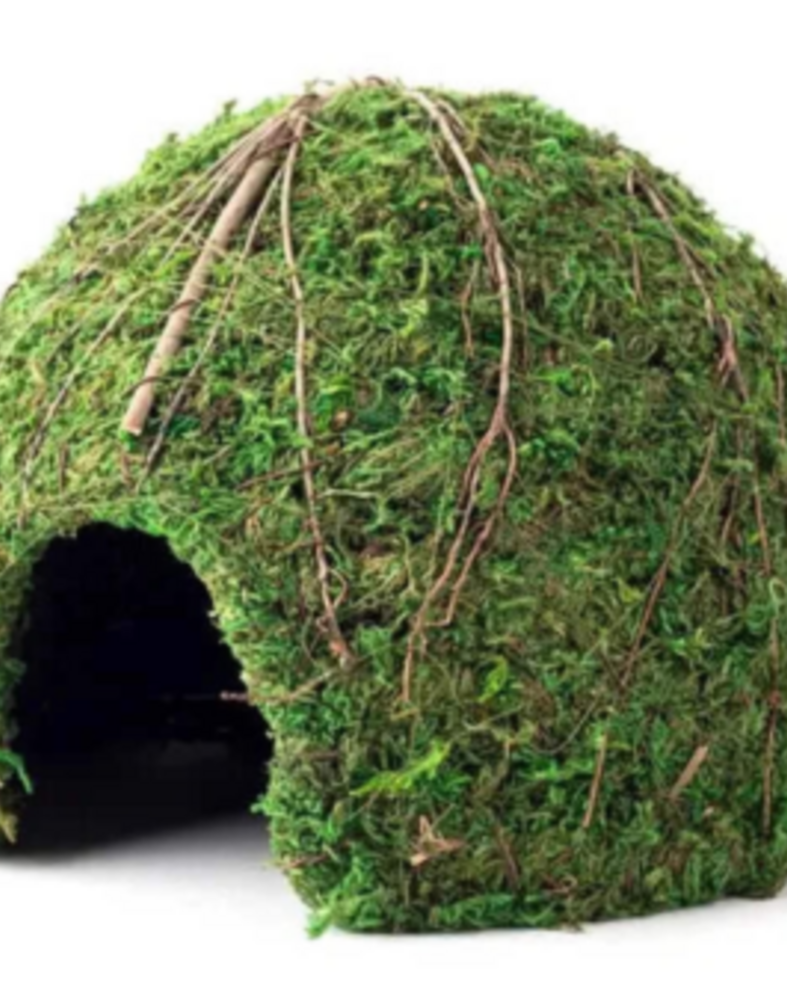 Galapagos Galapagos Mossy Dome Terrarium Hideaway  Fresh Green  1 Each/9 in
